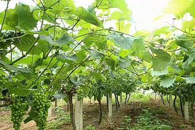 まんさく農園