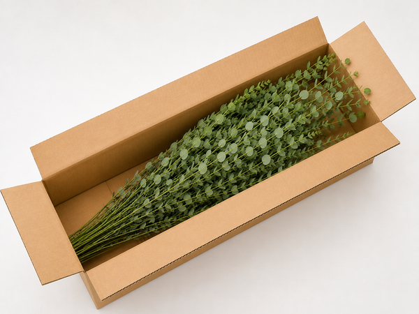 【8月～発送予定：送料込み】山形県産のユーカリ 約50～60cm×8本（芳賀にこにこ農園）