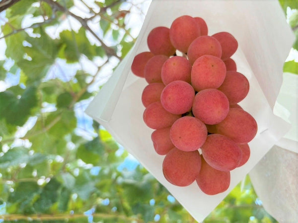 【9月発送予定：送料込み】山梨県産 サンシャインレッド：数量限定（原夫妻）